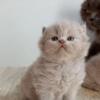 ROYAL BRITISH SHORTHAIR KITTENS GIR 