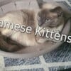 Siamese kittens! Long island NY