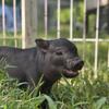 Registered American Mini Pigs