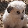 Great Pyrenees farm/family pups