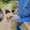 Jack Russell  female Puppy