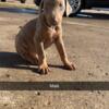 Full American Doberman pups