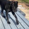 Cane Corso male pup 6 months