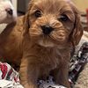 Cavapoo Puppies Spokane Wa