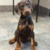 Doberman Puppies Available