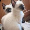🌲Adorable Siamese Seal Point Kittens🌲