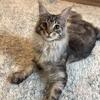 Male silver ticked tabby available