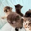 Lovely Scottish Fold  kitten