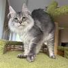 European Silver Maine Coon Male Kitten