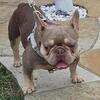 Male AKC French Bulldog 
