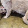 Adult female British Shorthair 