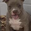 UKC & ABKC AMERICAN BULLY PUPPIES
