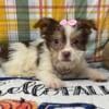 Chanel - Female - Tiny Shorkie Puppy - Yorkie/Shih Tzu Designer Breed - Ready to Go - Hypoallergenic