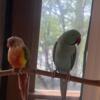 Indian ring neck and green cheek conure for rehoming