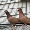 Pigeons