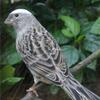 Canary 