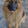 AKC German Shepherd stud service