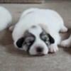 Great Pyrenees Pups in Missouri!