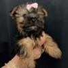 Yorkie terrier puppies