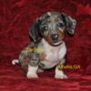 Beautiful, Healthy Smooth Coat Dachshunds Available for Sale