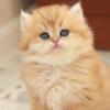NEW Elite British kitten from Europe with excellent pedigree, male. Lion