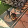 Parke County, Indiana Yorkie Puppies for sale