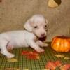 AKC Miniature Dachshund Cream Smooth Coat Female