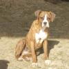 Boxer female pup ready for adoption