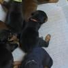 Doberman puppies for sale