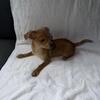 Chihuahua Puppies Ready for New Homes