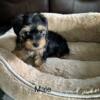 Yorkipoo for sale Clayton nc