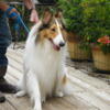 AUSTIN White/Sable Male Collie