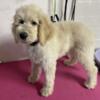 Standard Poodle Cream Girl Puppy