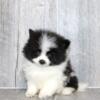 Pomeranians super cute puppies ready