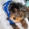 🐩💙 NEPTUNE IS LOOKING FOR HIS NEW LOVING HOME! 💙🐩