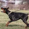 European Doberman Stud