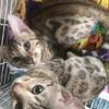 Bengals