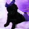 Champion bloodline toy poodle puppies