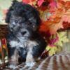 Leif Mini Poodle Puppy for Sale