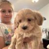 Maltipoo Puppies Available