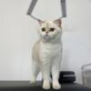 2 Scottish straight & 1 exotic Persian needs new home