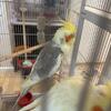Cockatiels with cage