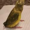 Green Pied Parrotlet (Female)