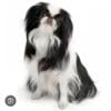 Get on the list! We will have pups! Japanese chin