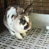Rabbits and cages
