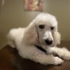 White/cream standard poodle puppy