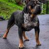 American bully