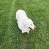 Golden Retriever English Cream