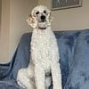 AKC/ CKC STANDARD POODLE STUD SERVICE