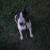 4yr old Bull Terrier Female